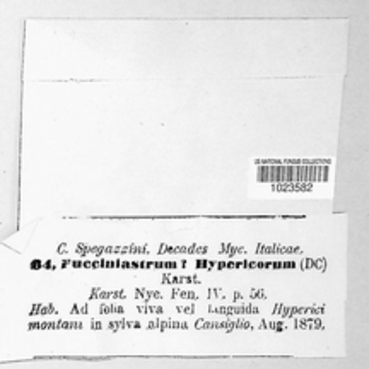 Pucciniastrum hypericorum image